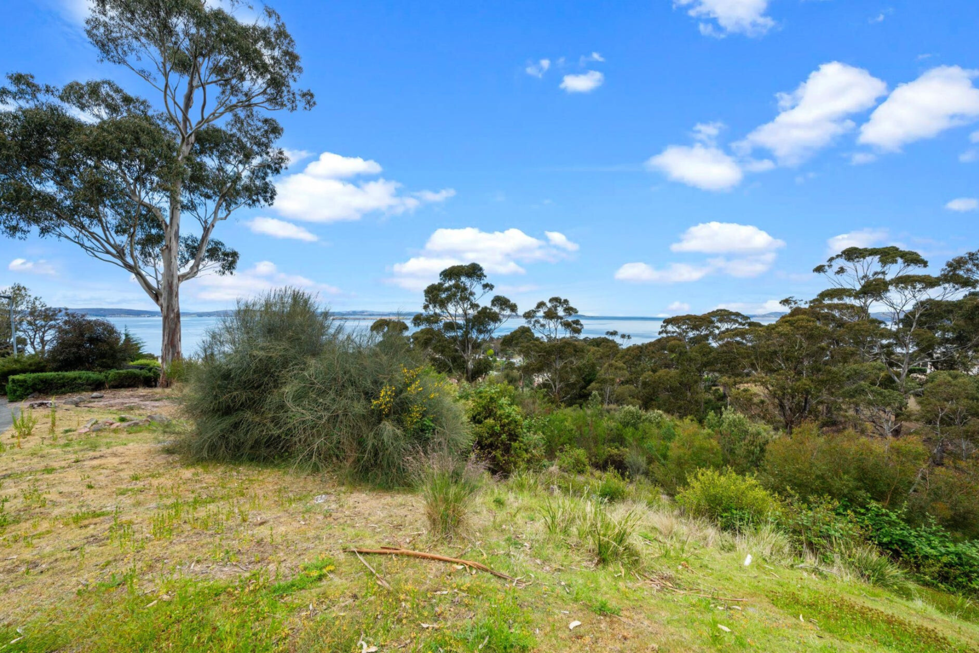 vegetation