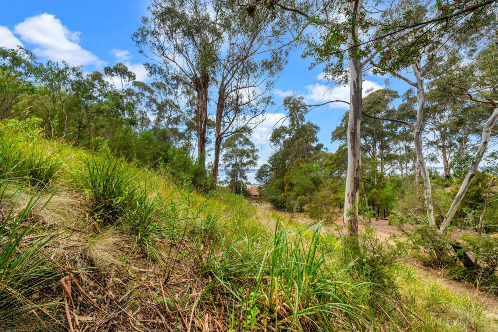 vegetation