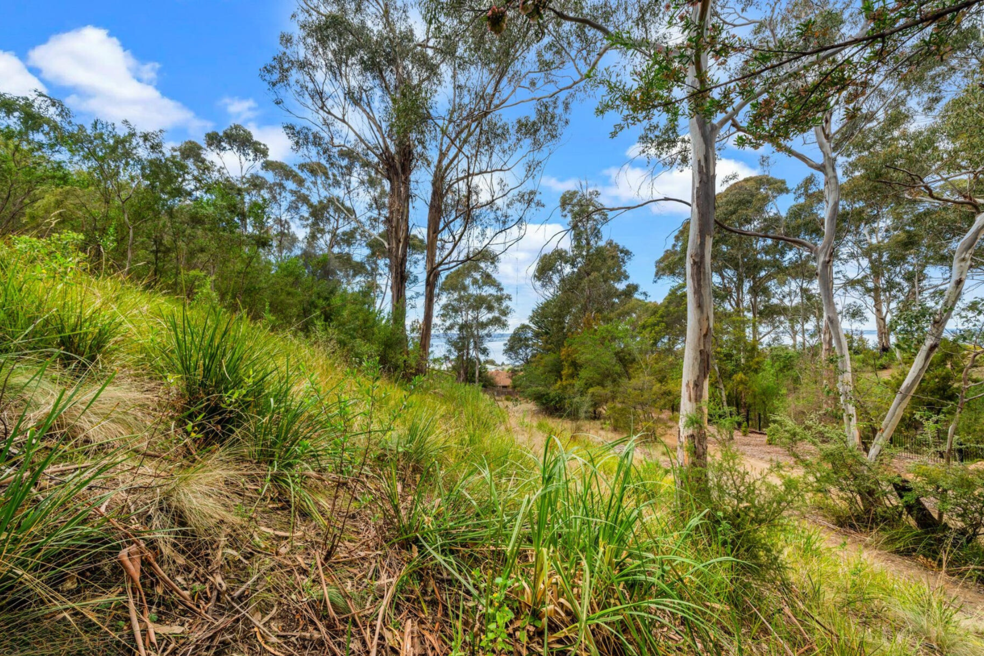 vegetation