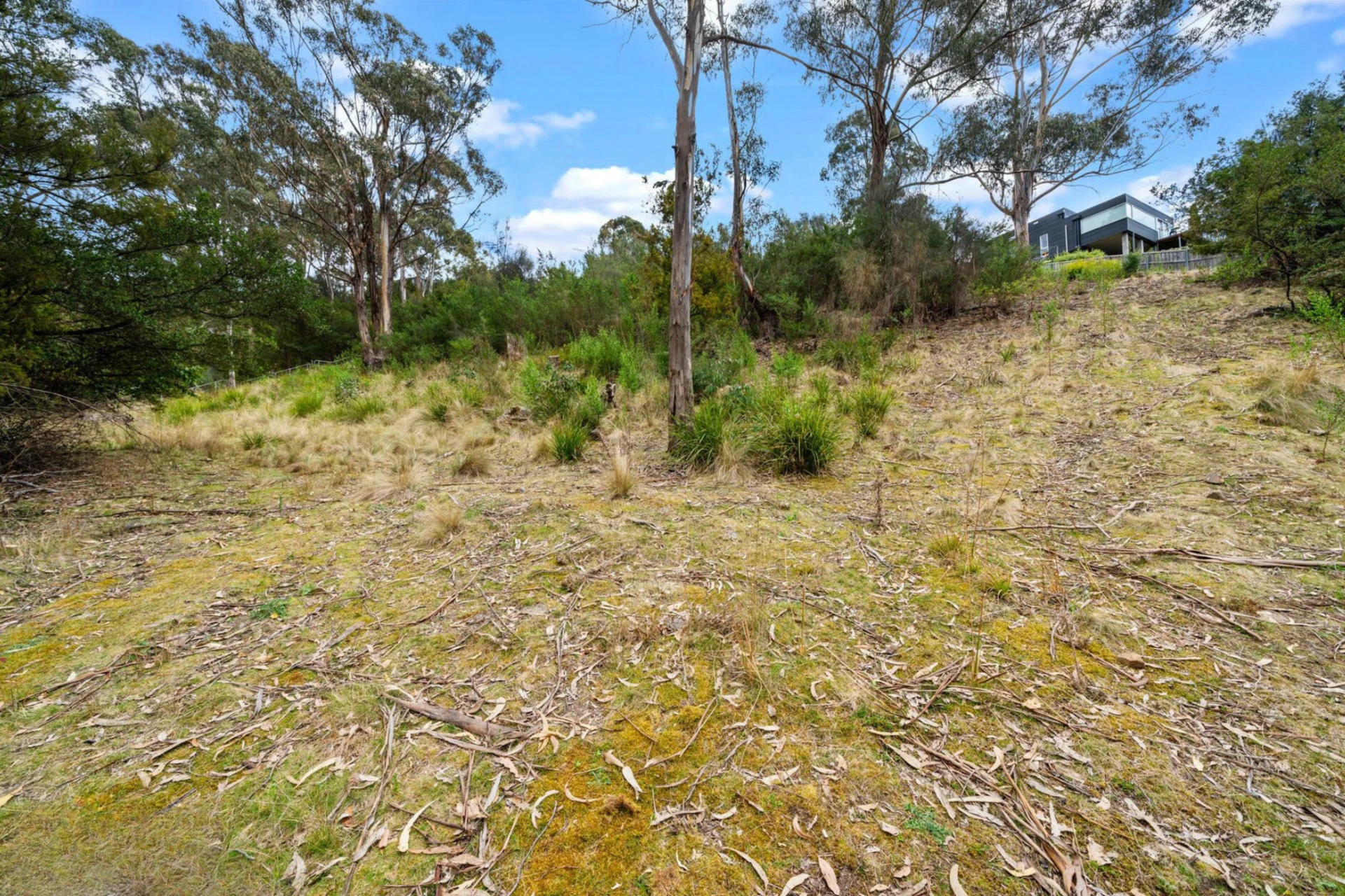 vegetation