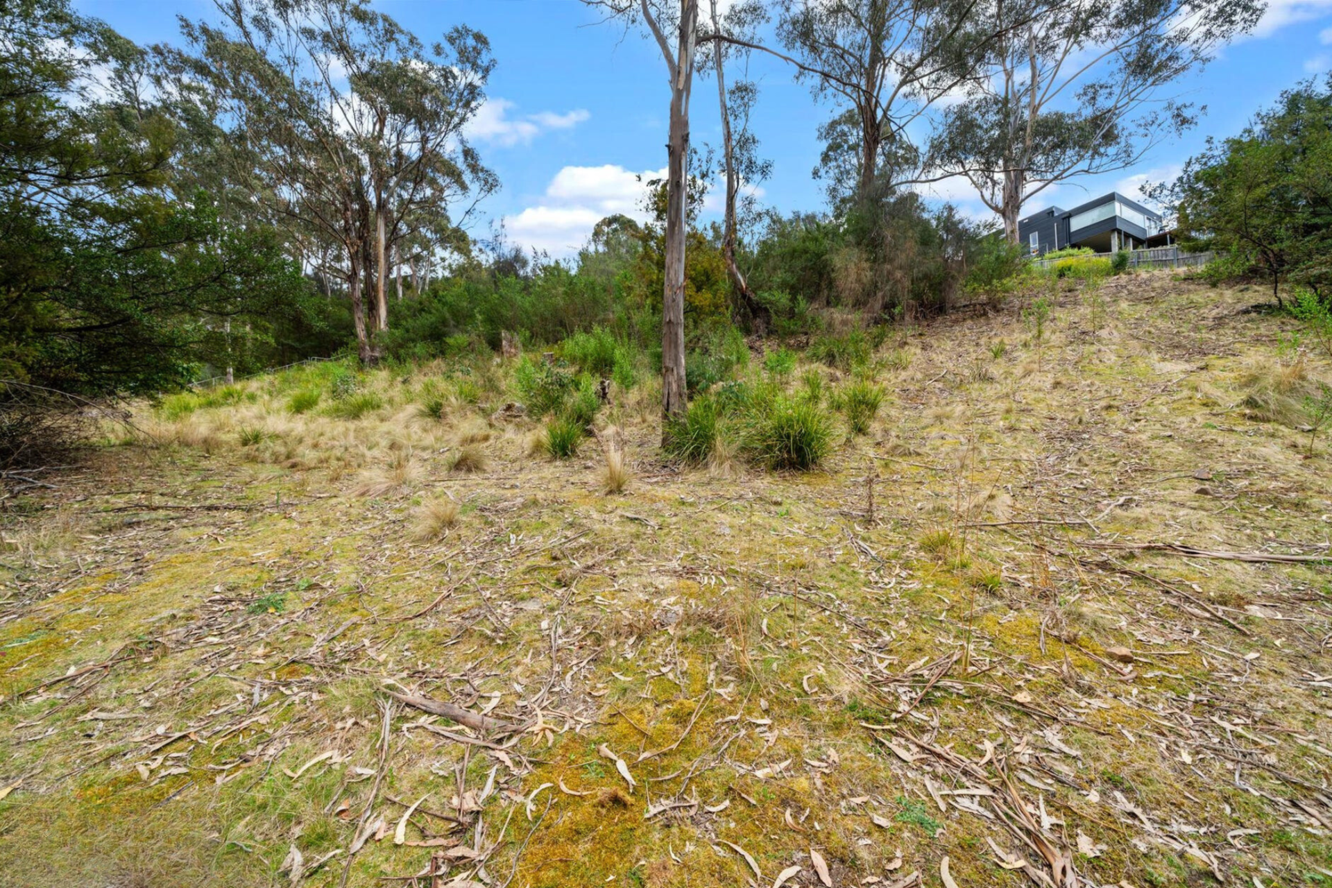 vegetation