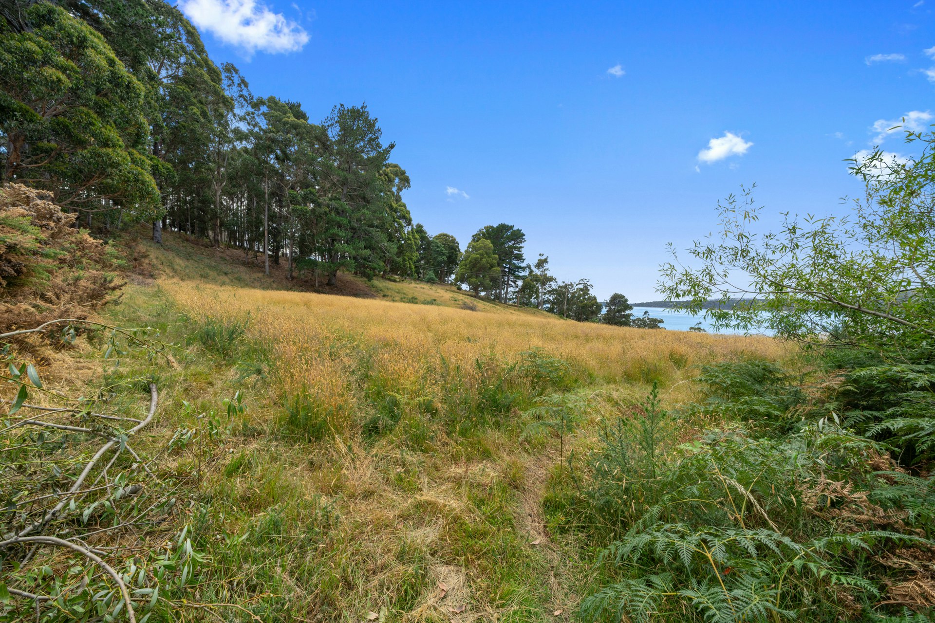 field