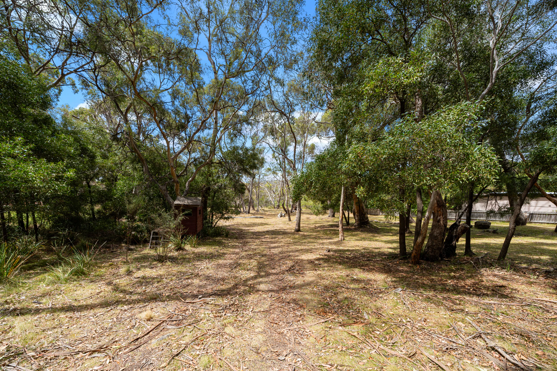 vegetation