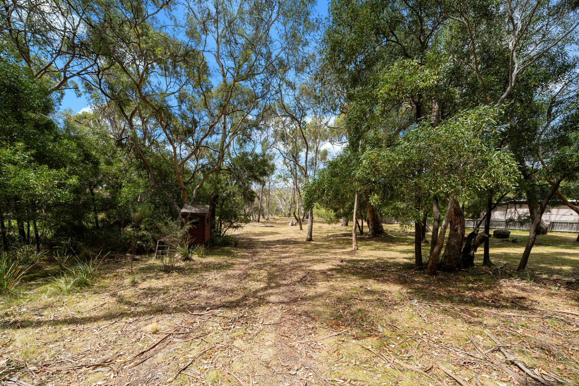 vegetation