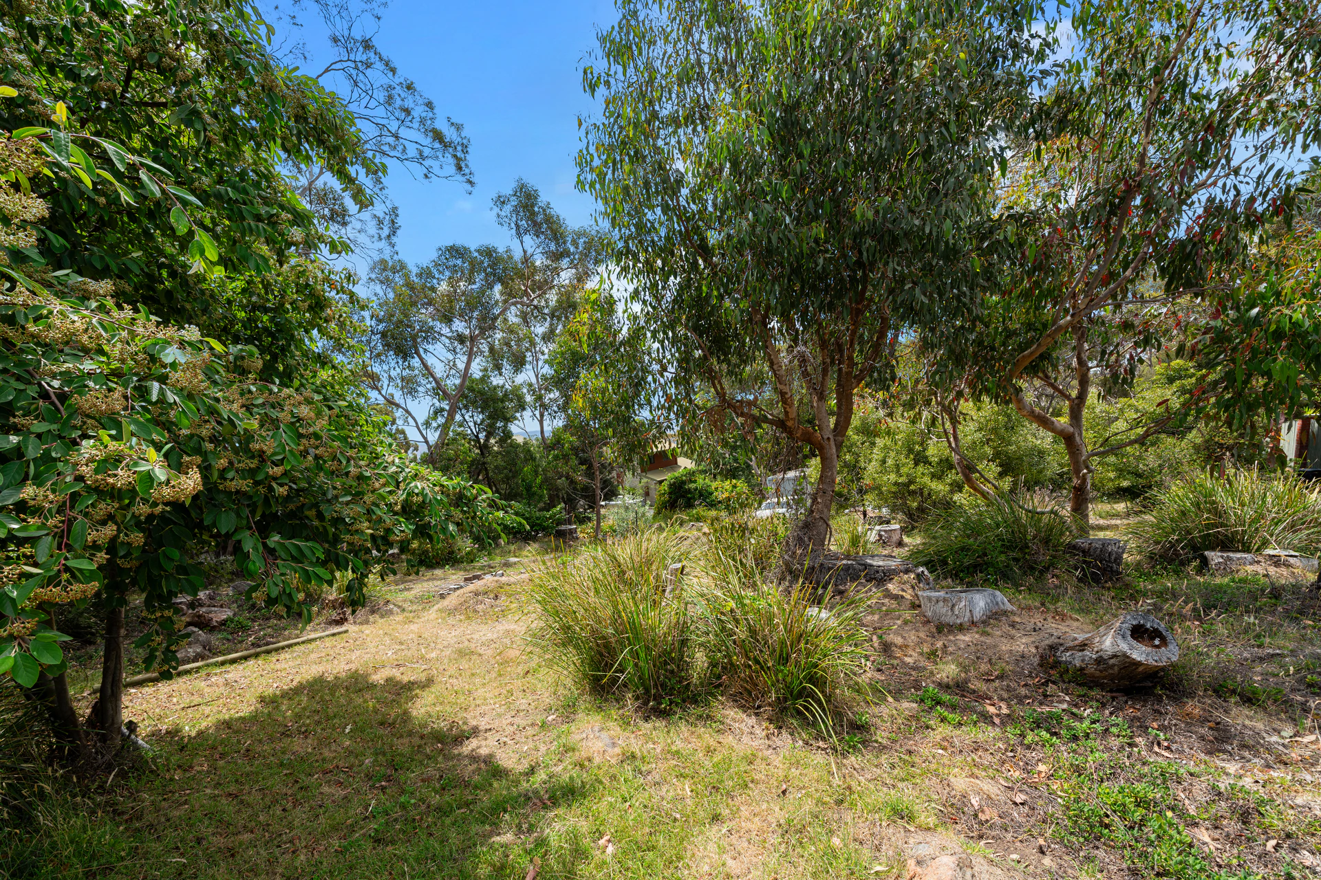 vegetation