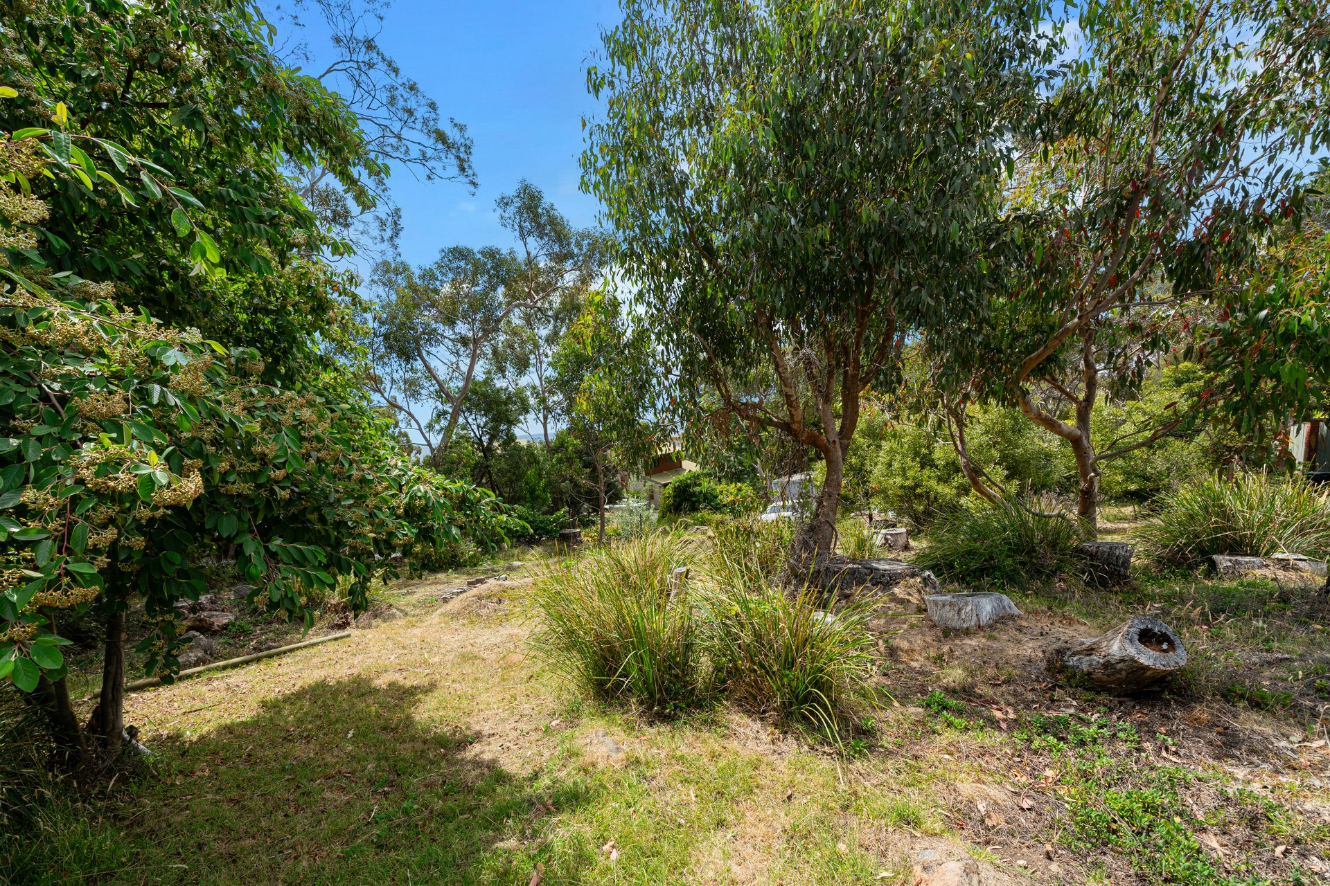 vegetation