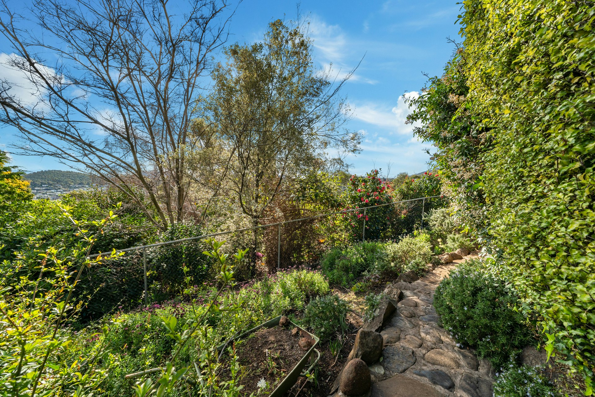 vegetation