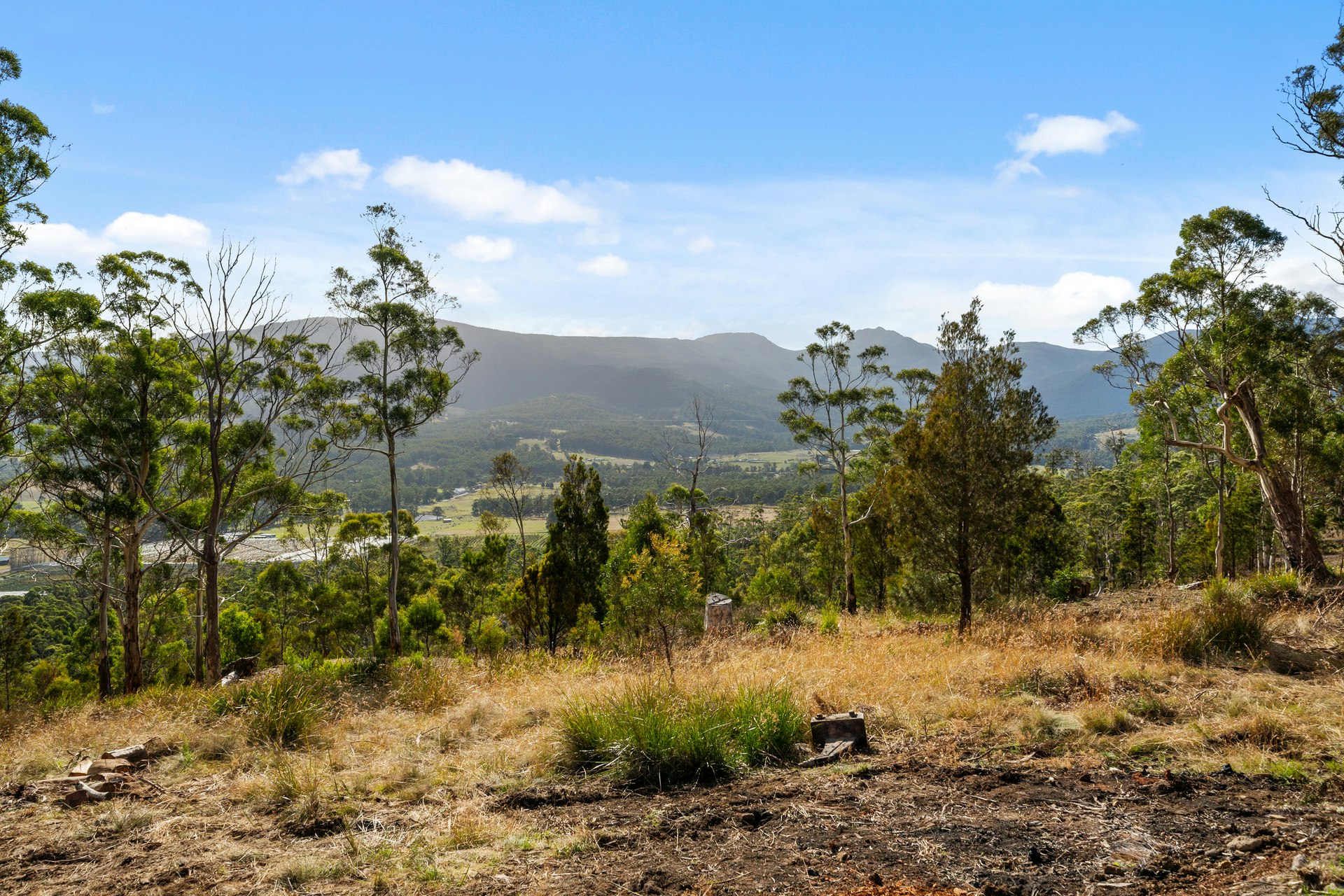 vegetation