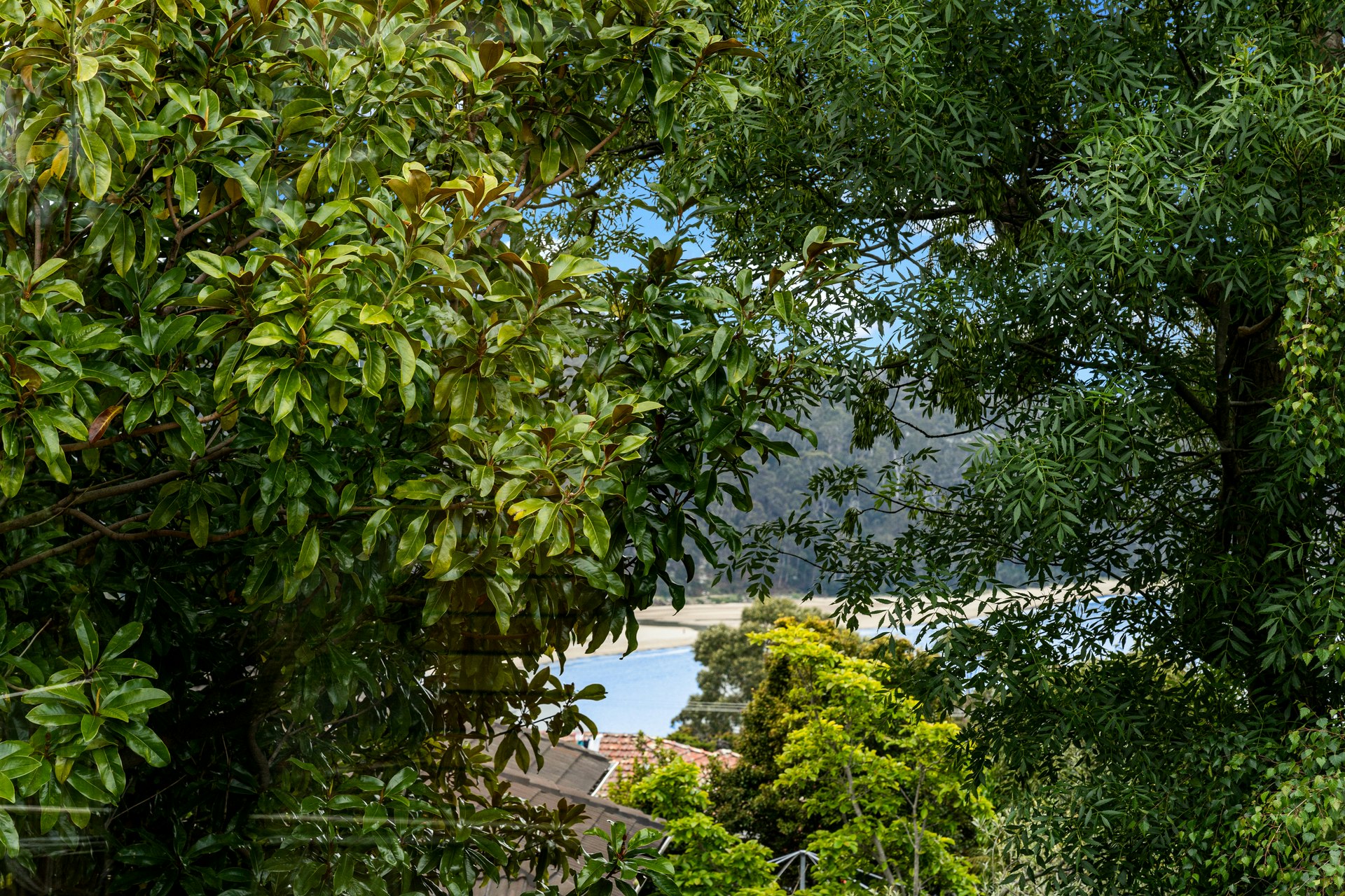 vegetation