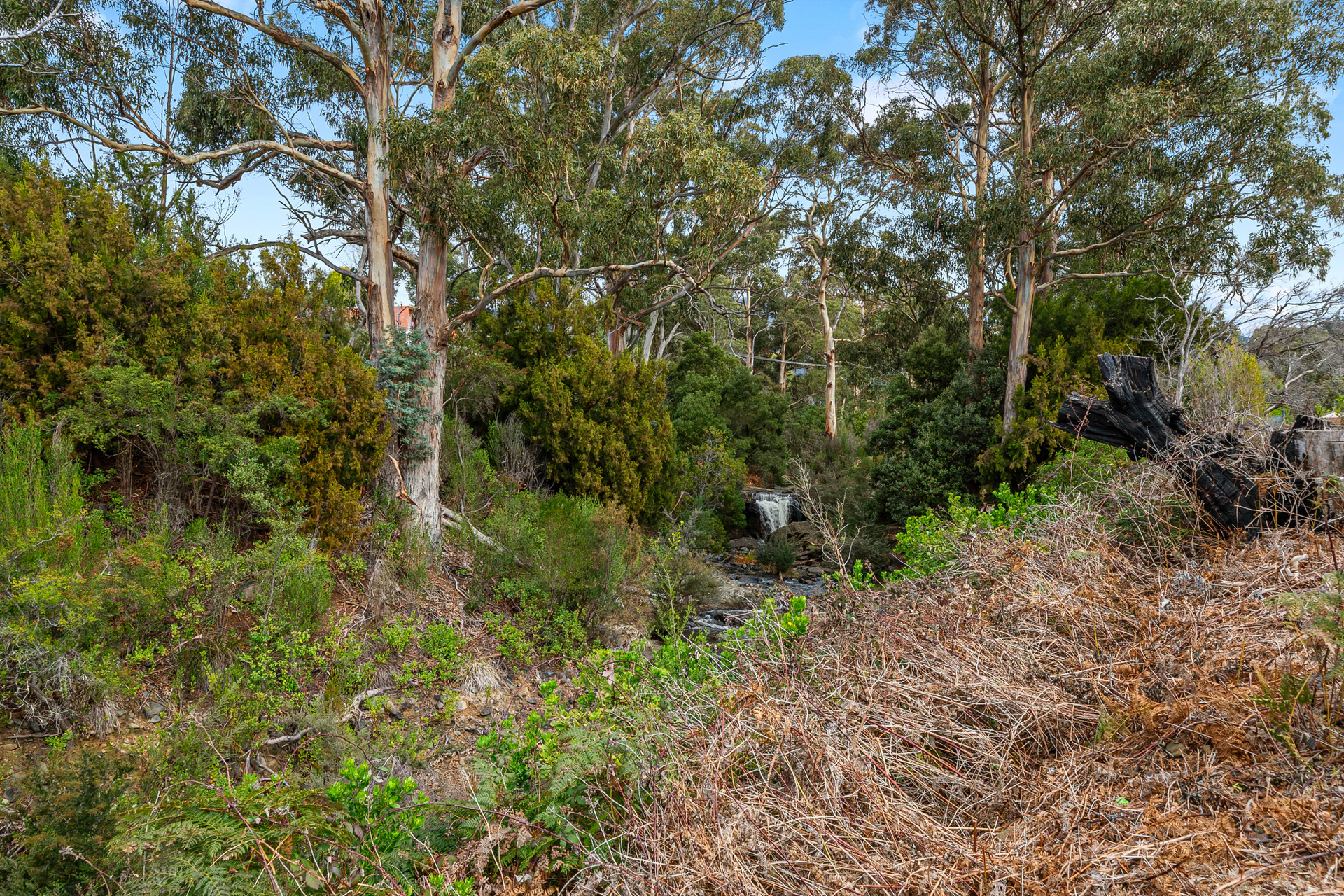 vegetation