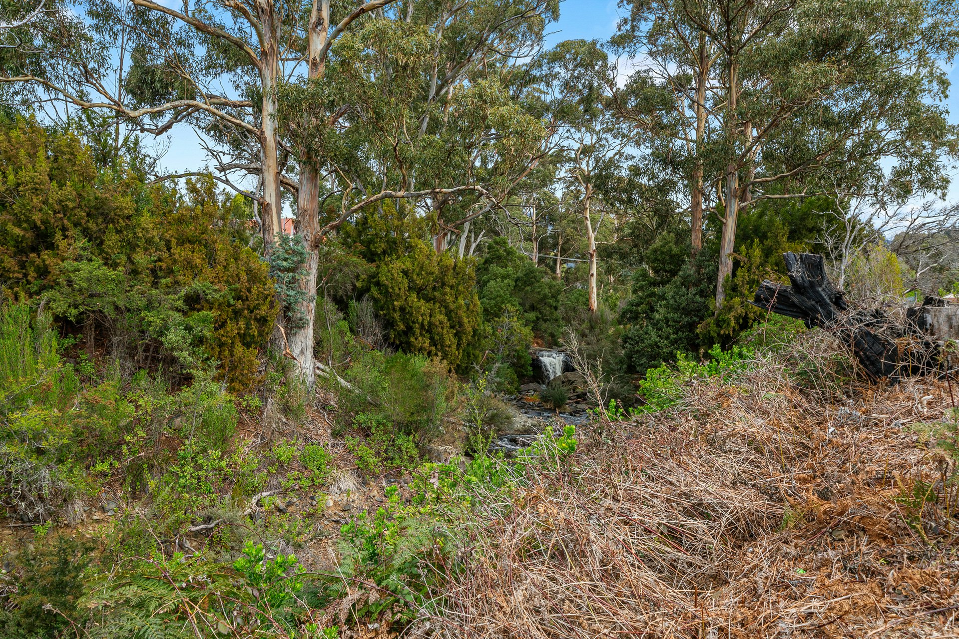 vegetation