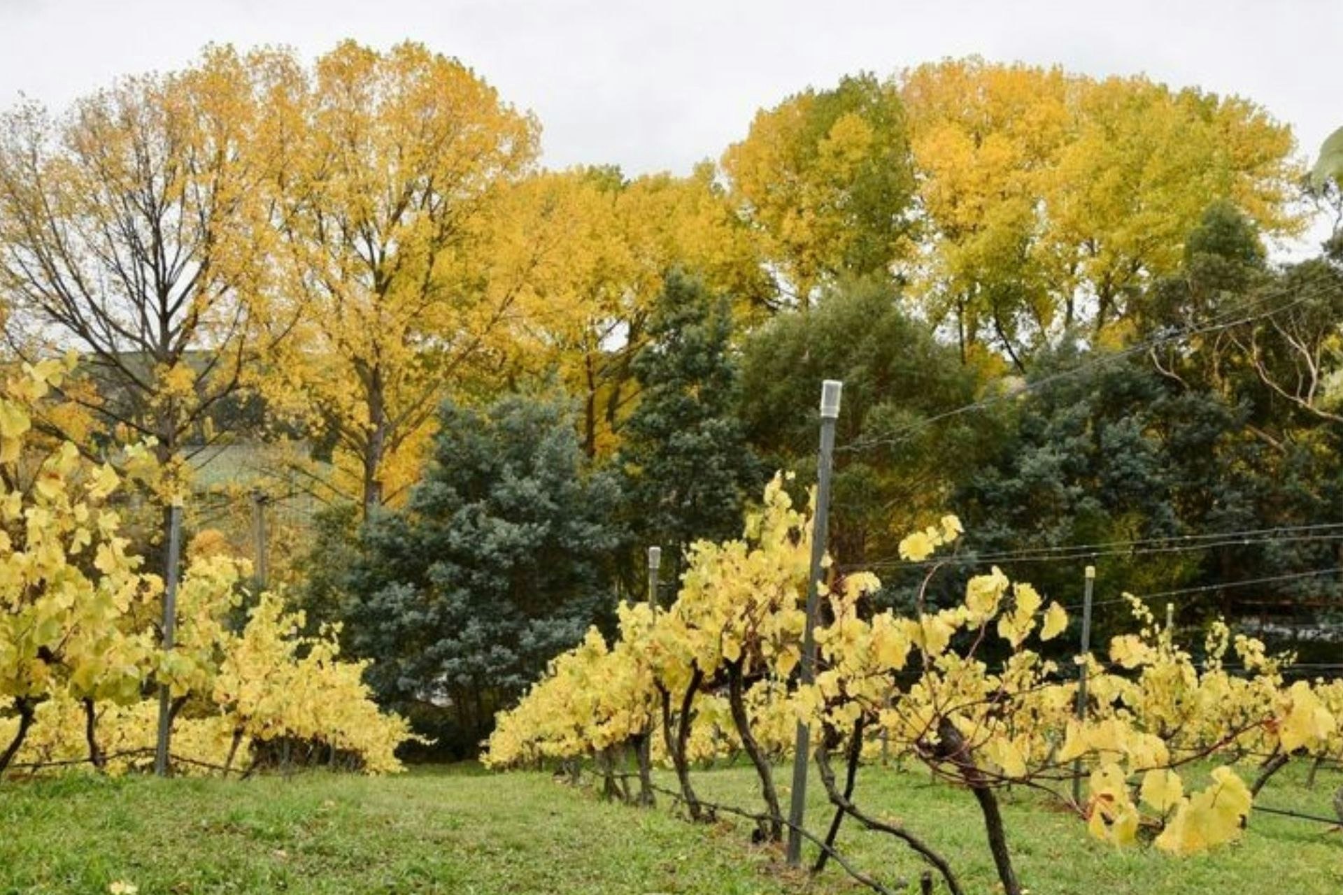 vegetation