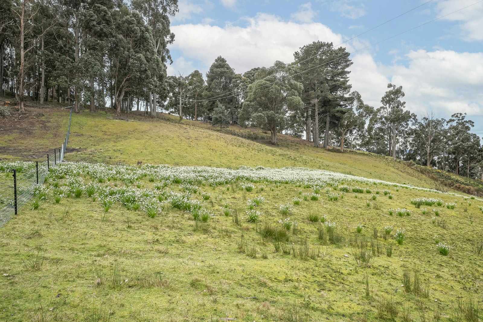 field