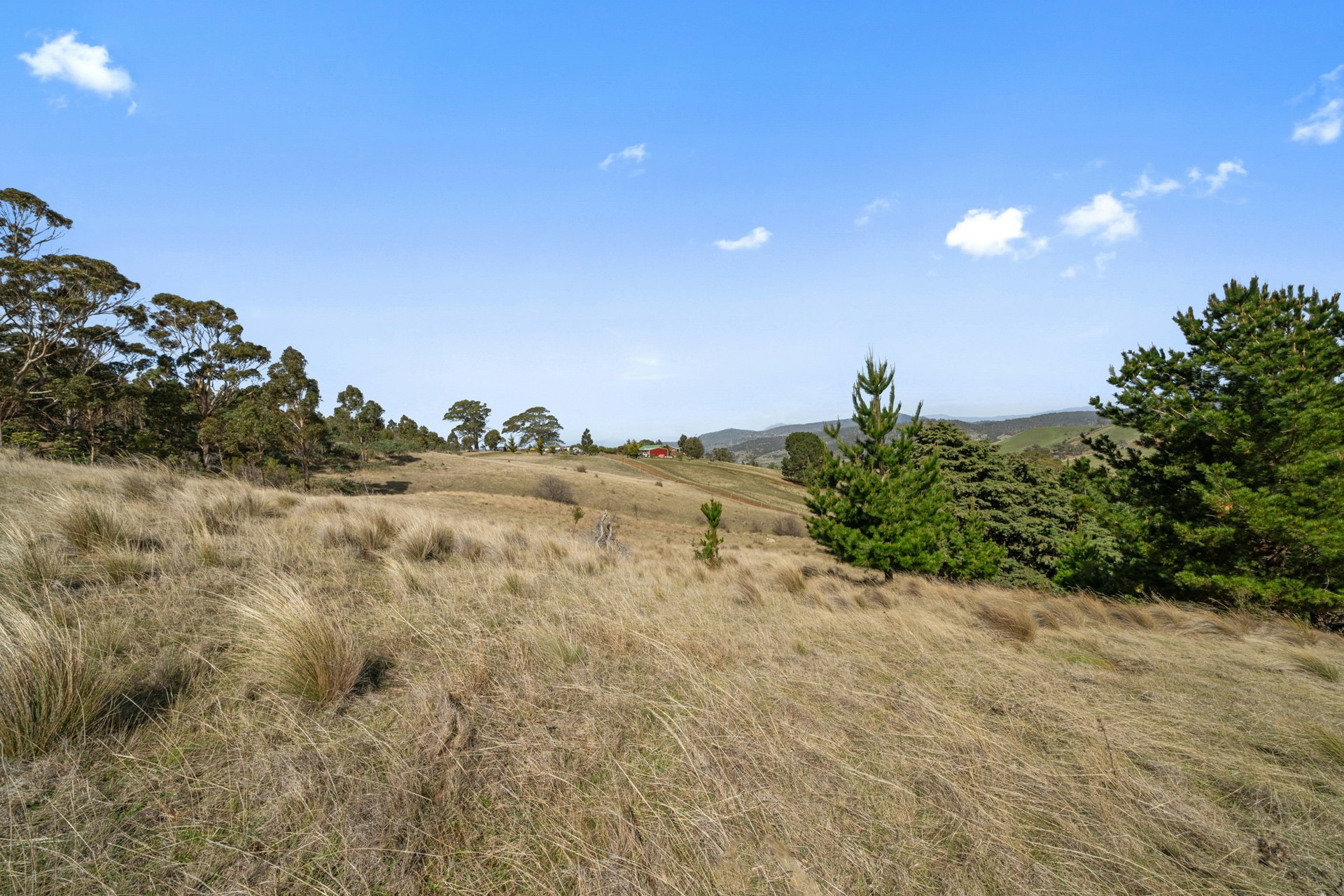 vegetation