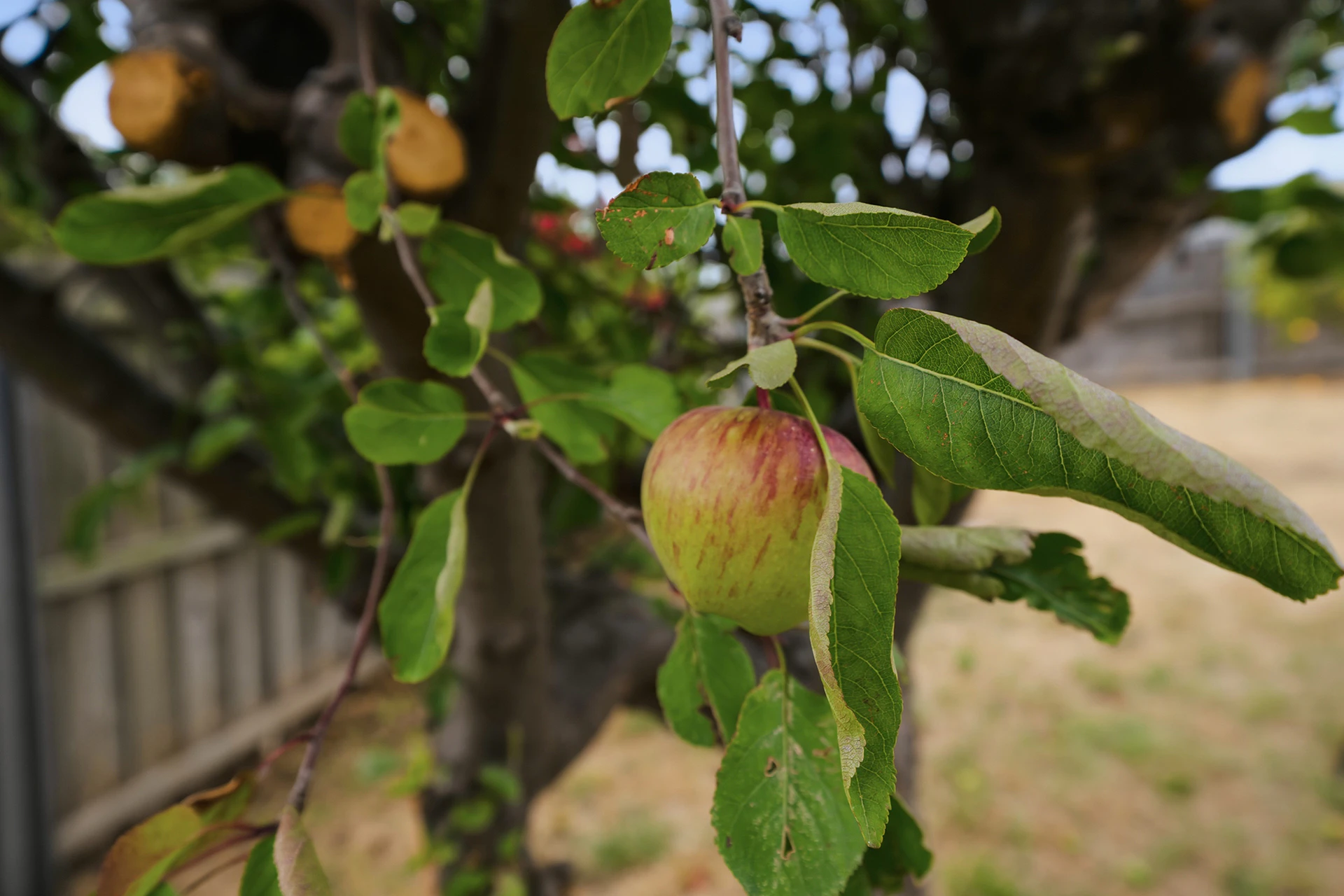 apple
