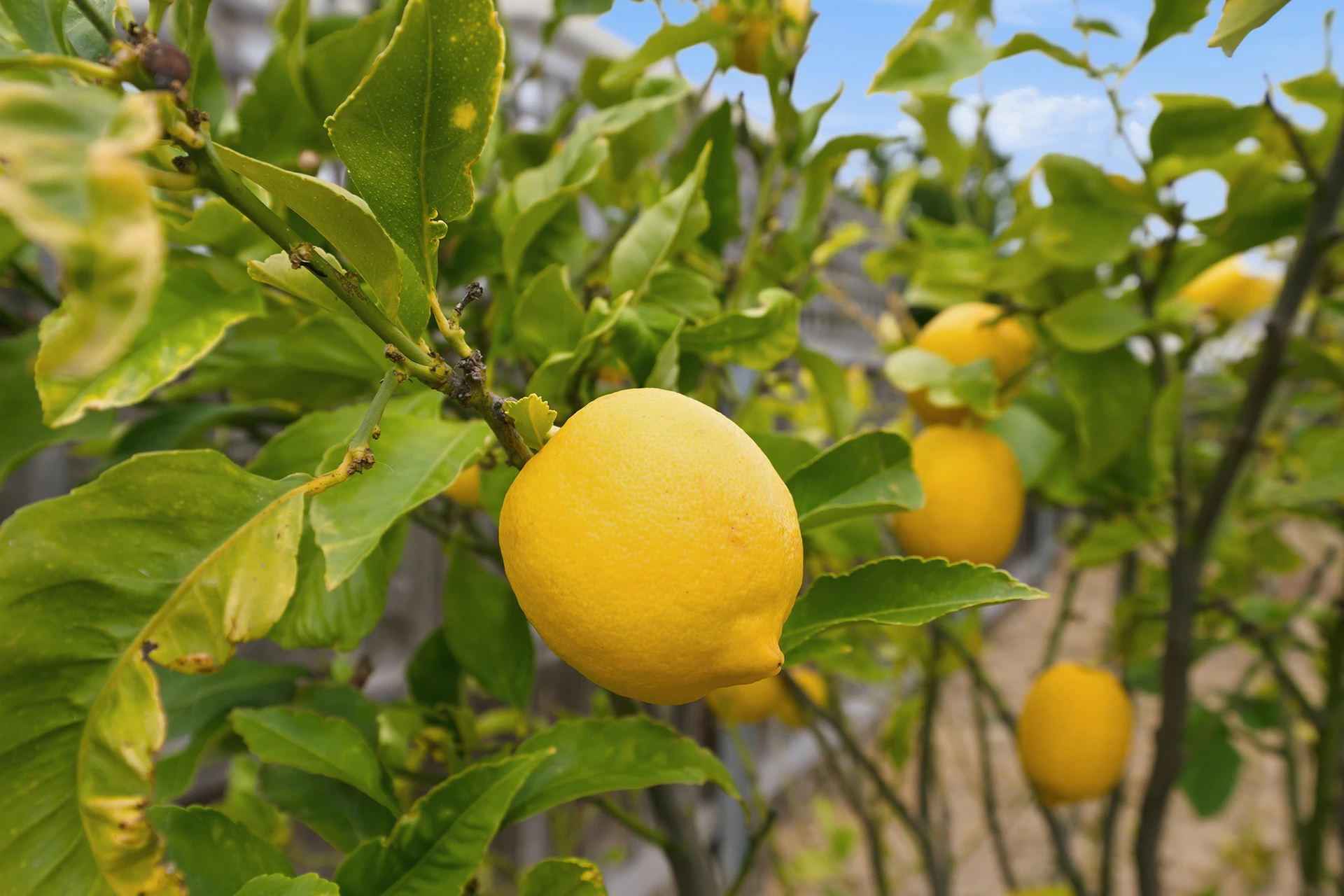 citrus fruit