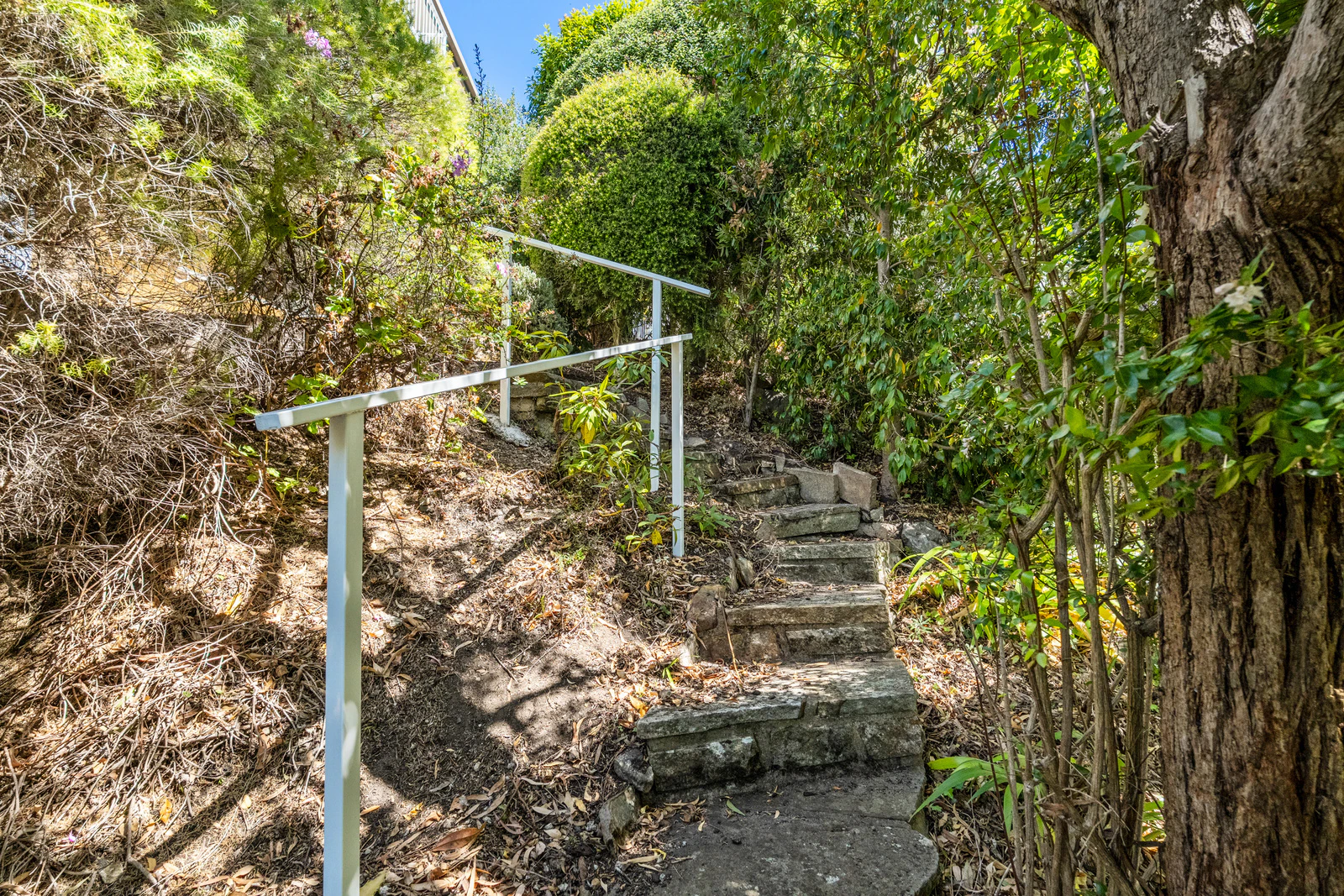 vegetation