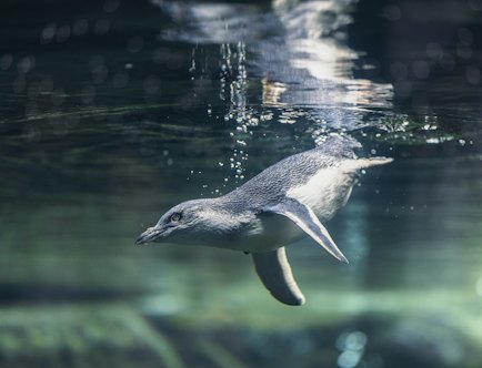 Little Penguin swimming in water at the International Antarctic Centre