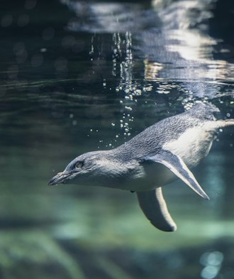 Little Penguin swimming in water at the International Antarctic Centre