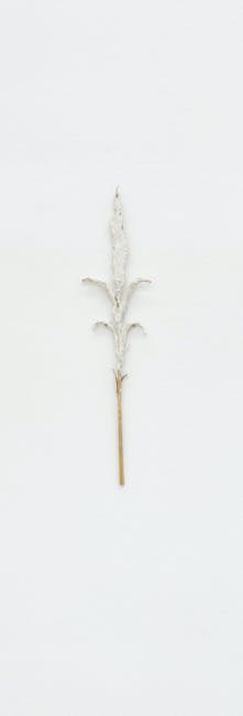 Sara Cortesi - Lys