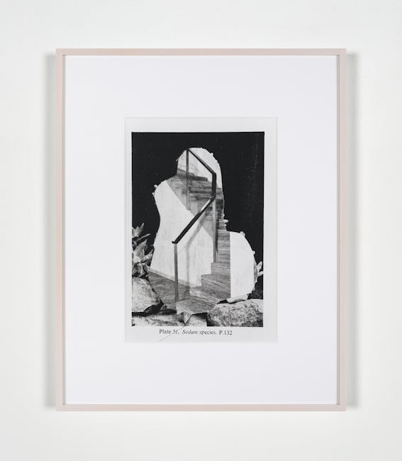 Alessandra Spranzi - Plate 51. Sedum Species (Cacti and other succulents)