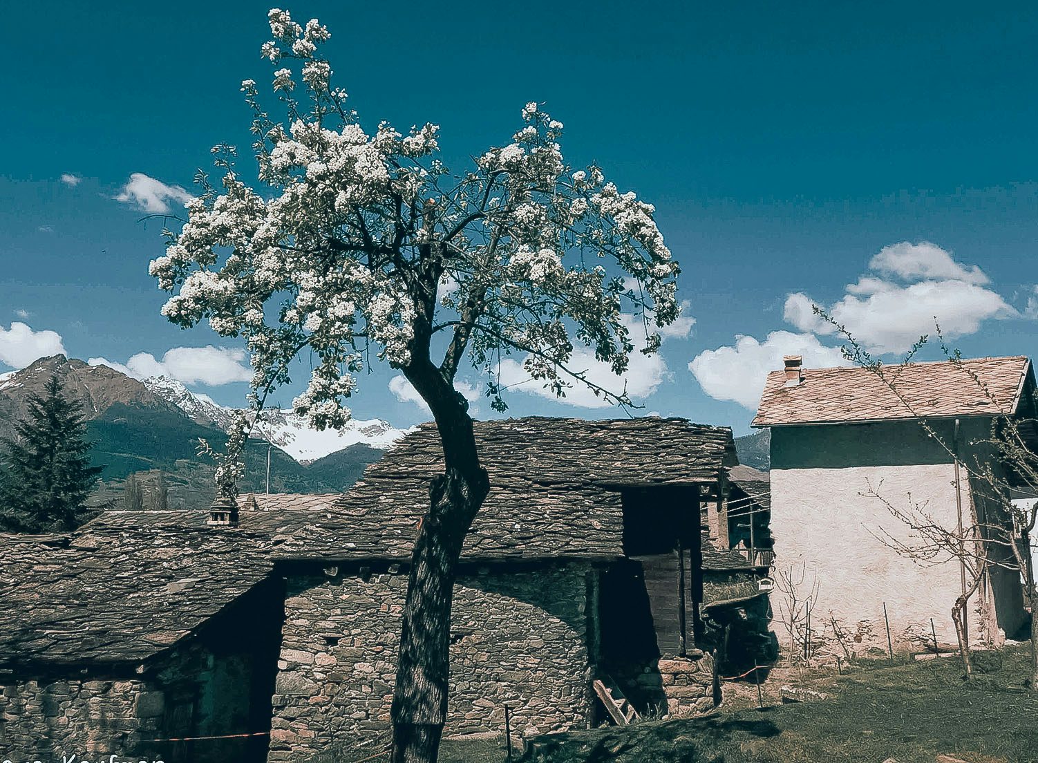 Heroic winegrowing in the Alps goes, with difficulty, up to an altitude of 1 000 m; beyond that, the vine no longer ripens. Our monumental apple trees, some planted more than a century ago, thrive instead among pastures and larch forests. With their deep roots they traverse glacial moraines, absorbing traces of quartz and gneiss that re-emerge in the calyx in the form of sharp freshness.
