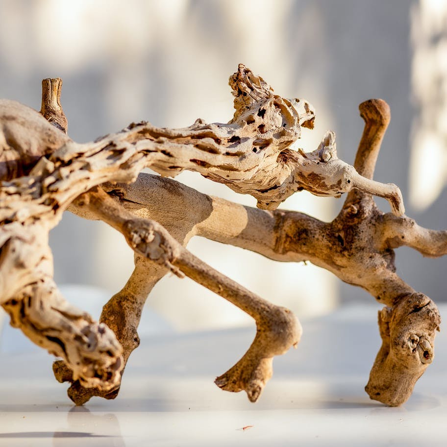 Branch art