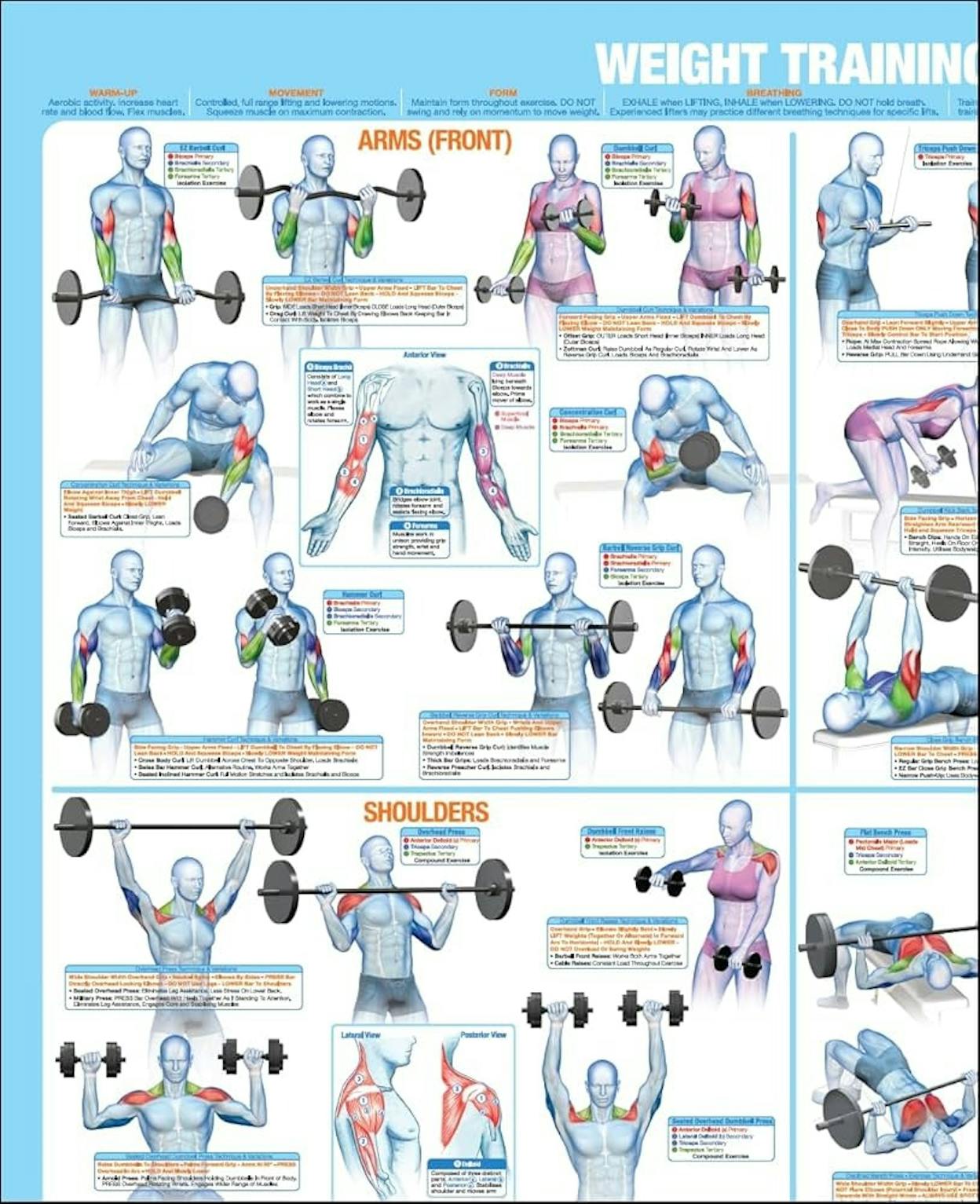 [Screenshot: Muscle and Strength&rsquo;s workout routines page showing the visual database layout with category filters]