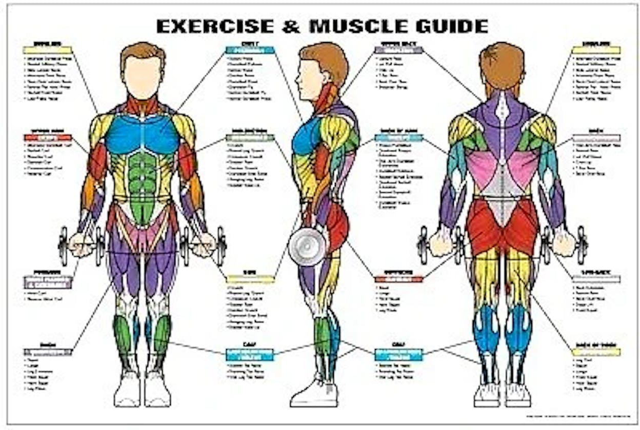 [Screenshot: Muscle and Strength&rsquo;s category sections showing labeled workout groups with visual previews]