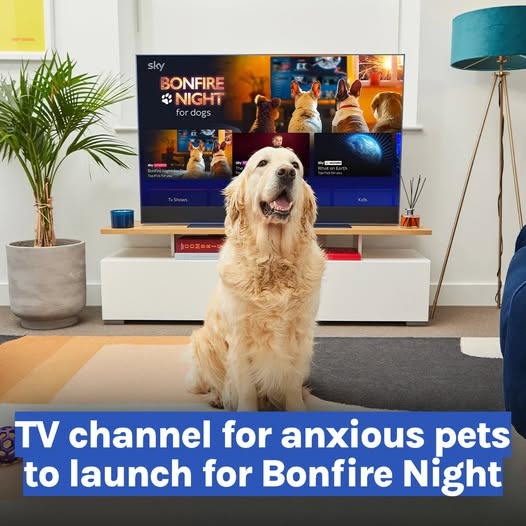 [Screenshot: The Sky/Dogs Trust pop-up TV channel branding showing a calm dog with the Bonfire Night programming schedule.]