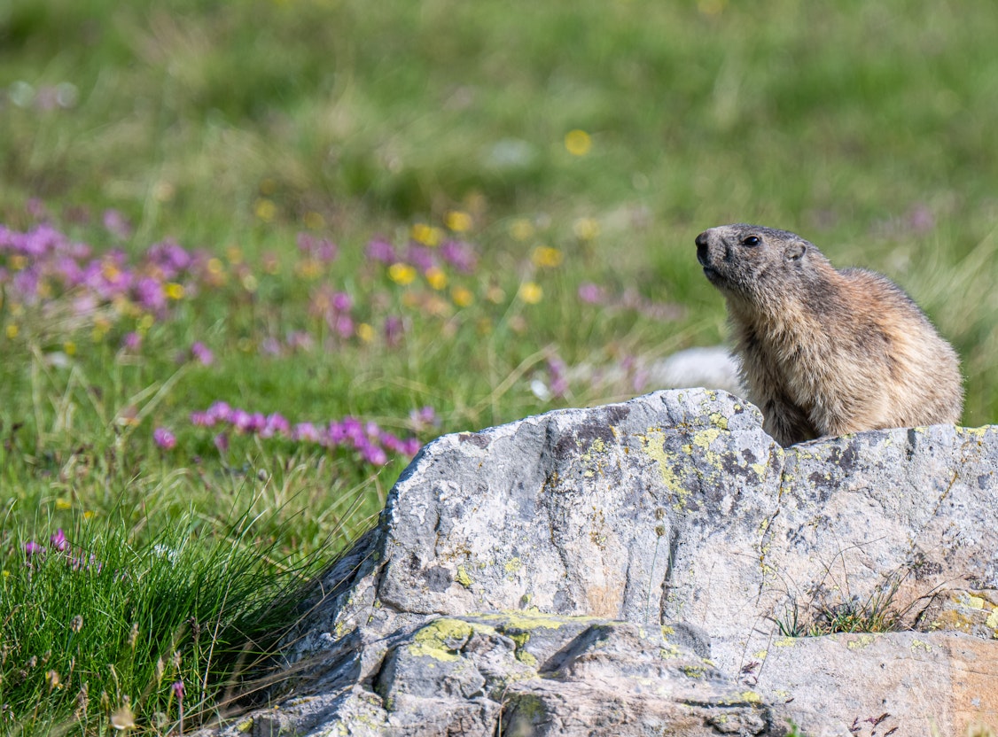 Marmottes