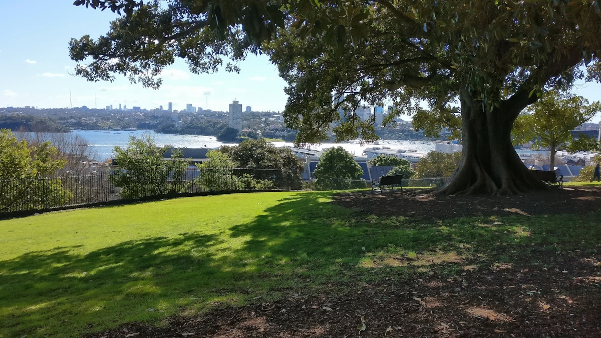 Large tree on grassy hill with city skyline and water in the background under a clear blue sky.