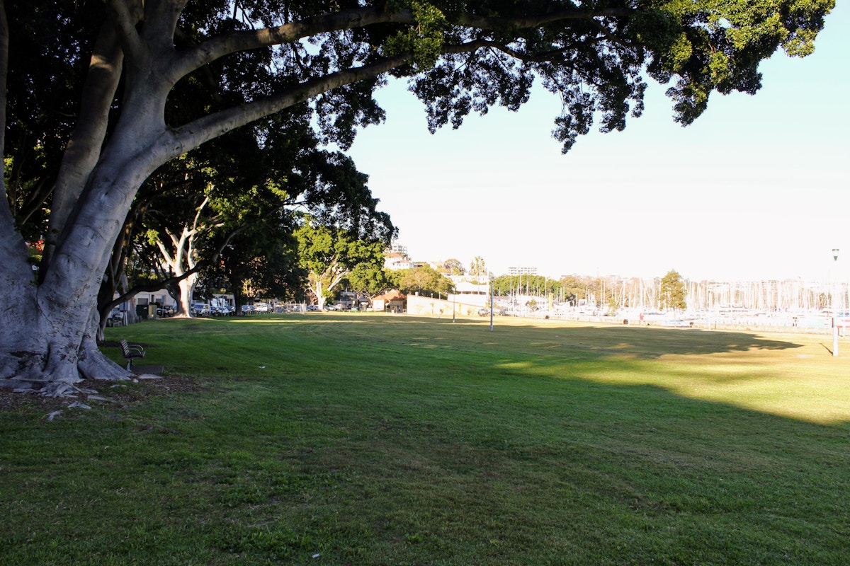 A large shady tree stands on a grassy lawn near marina docks, with sunlight and shadows across the open park area.