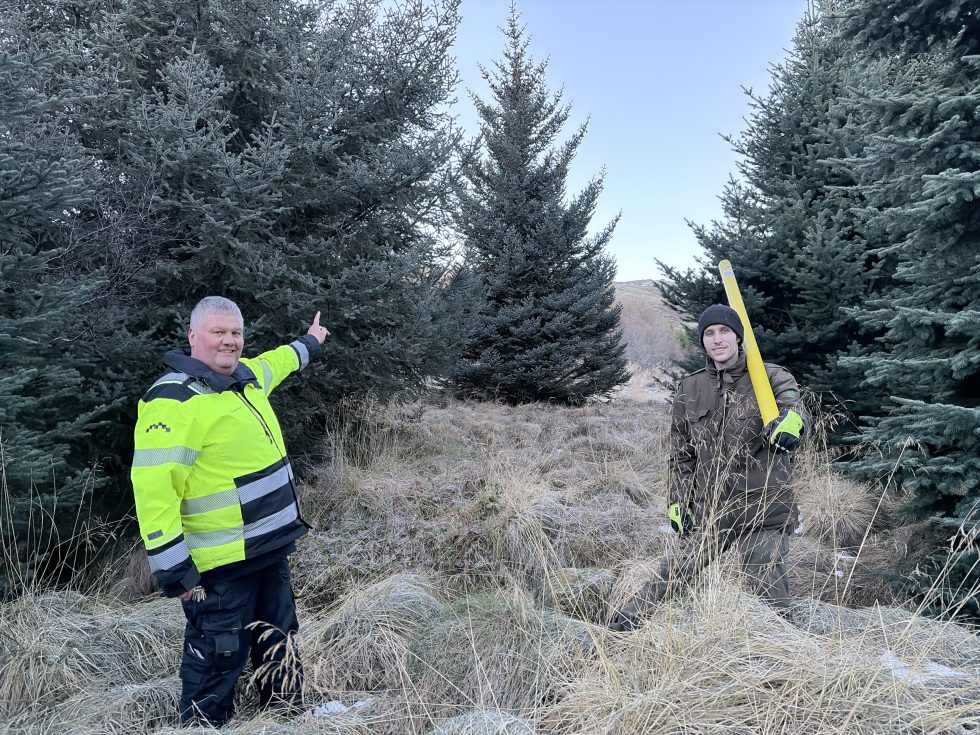 Hamborgartréð í ár er fundið 🎄