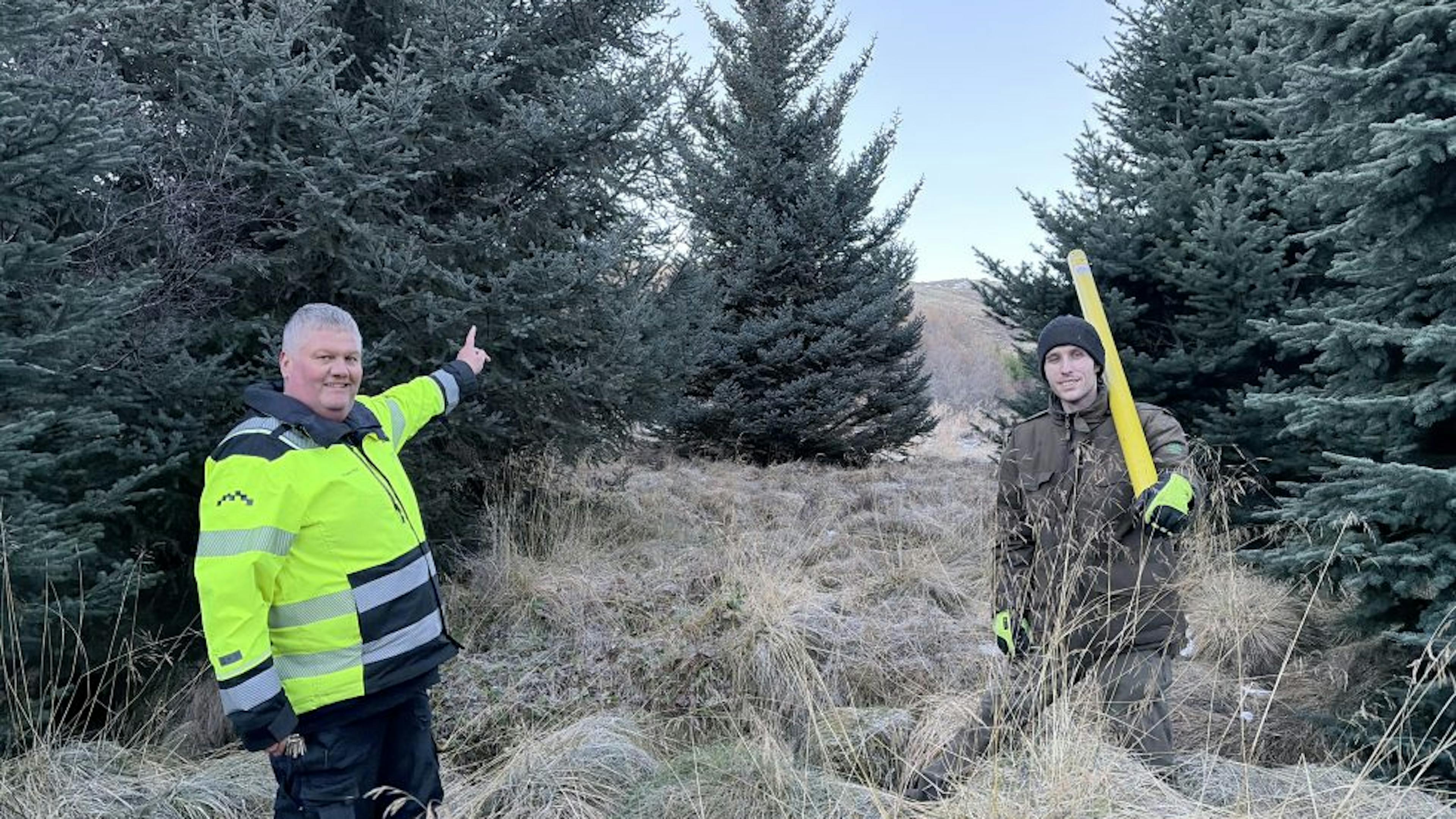 Hamborgartréð í ár er fundið 🎄