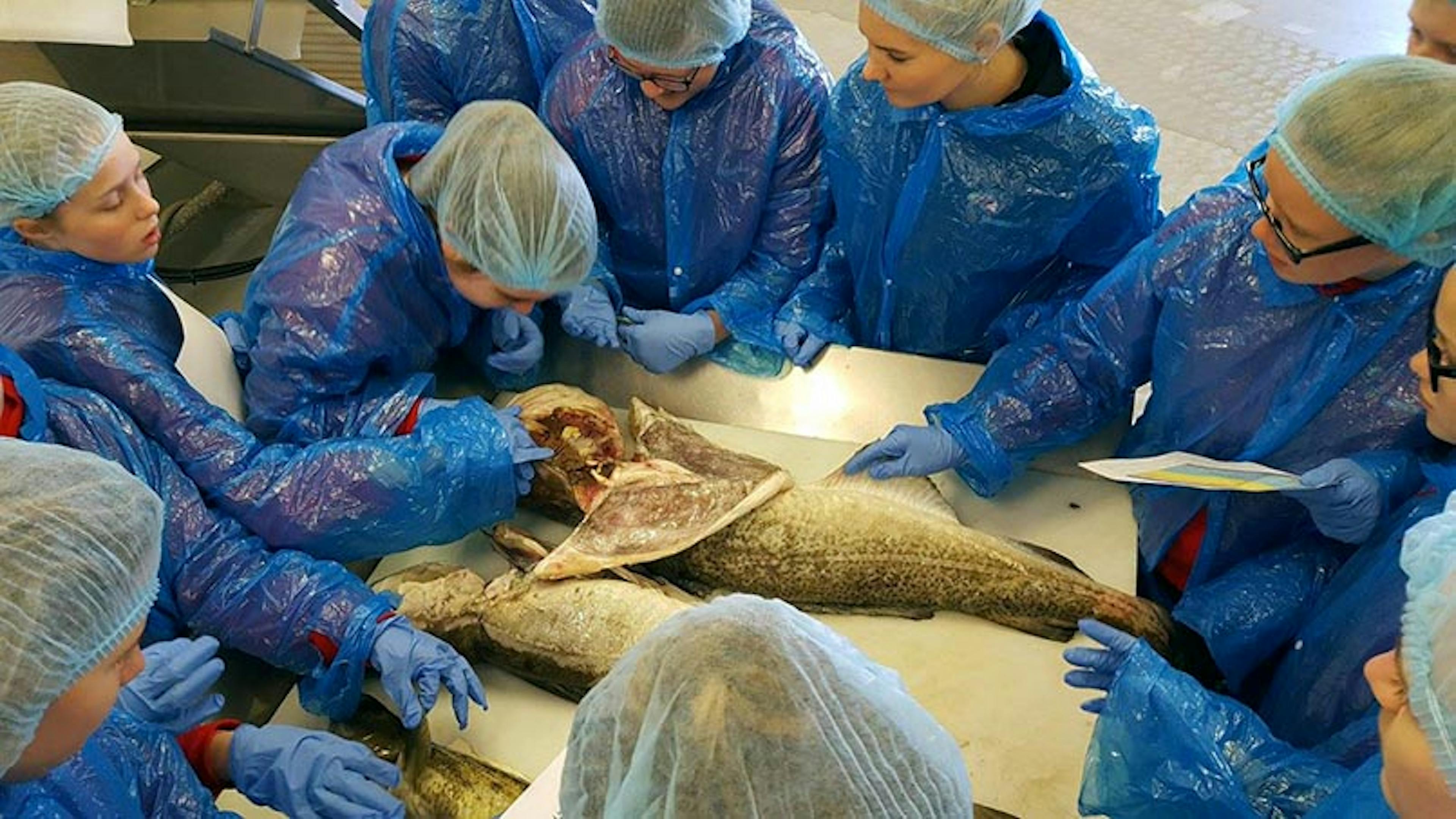 Faxaflóahafnir styðja áfram við Sjávarútvegsskóla unga fólksins