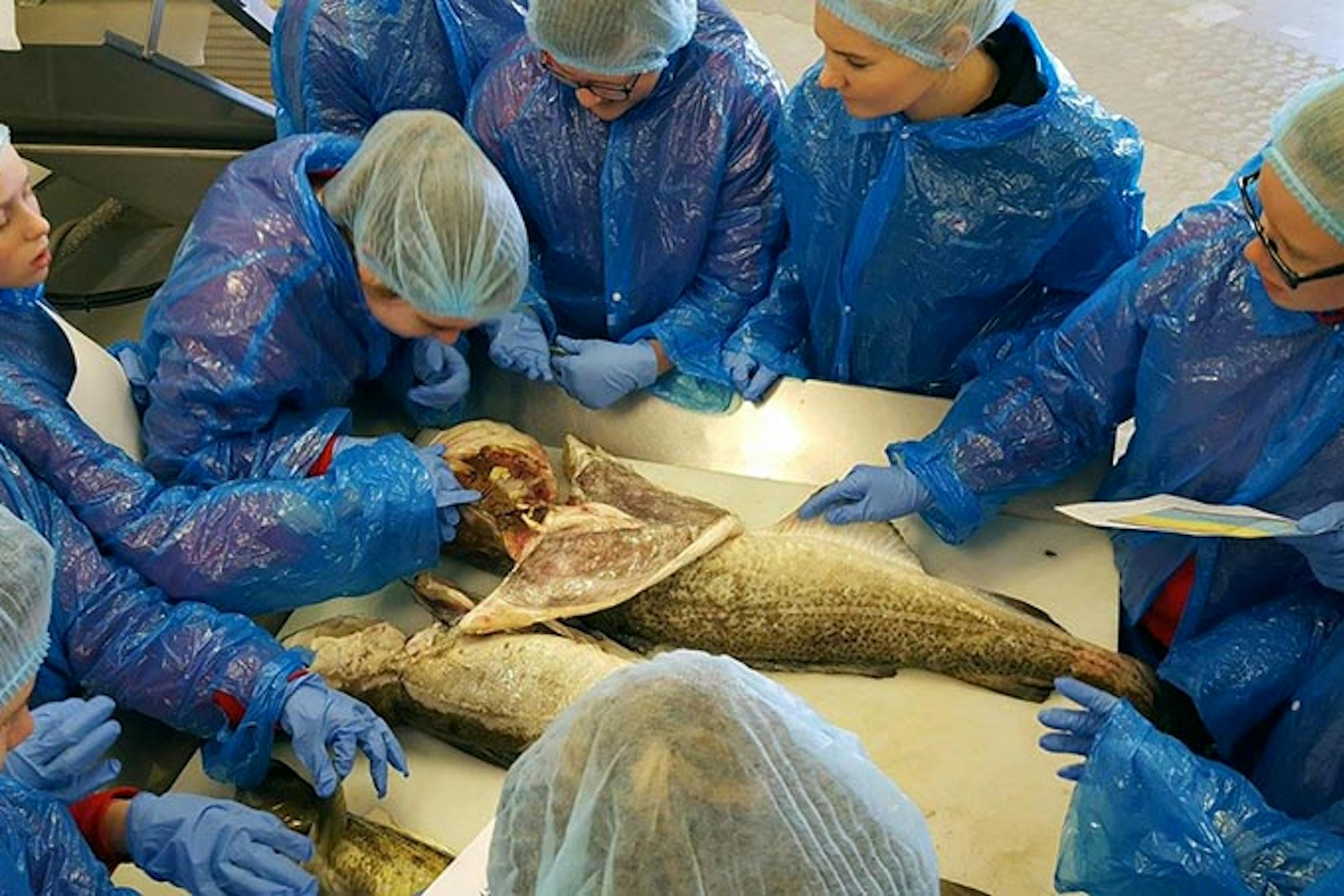 Faxaflóahafnir styðja áfram við Sjávarútvegsskóla unga fólksins