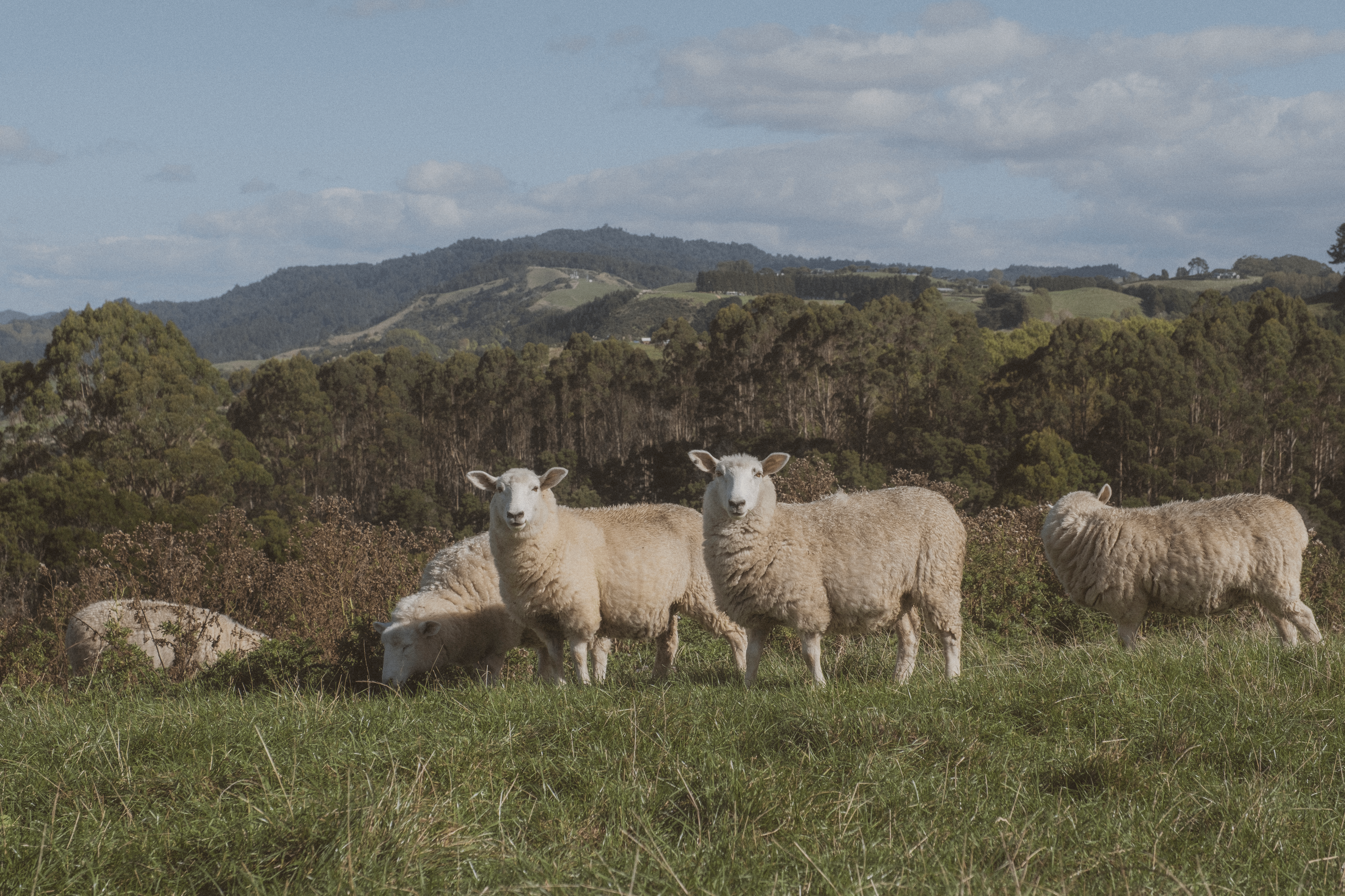 Field of sheep with mountains in the distance