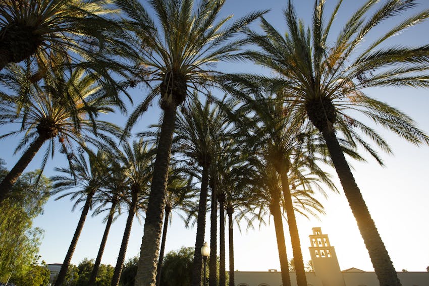 Palm trees against a blue sky with building in the background.