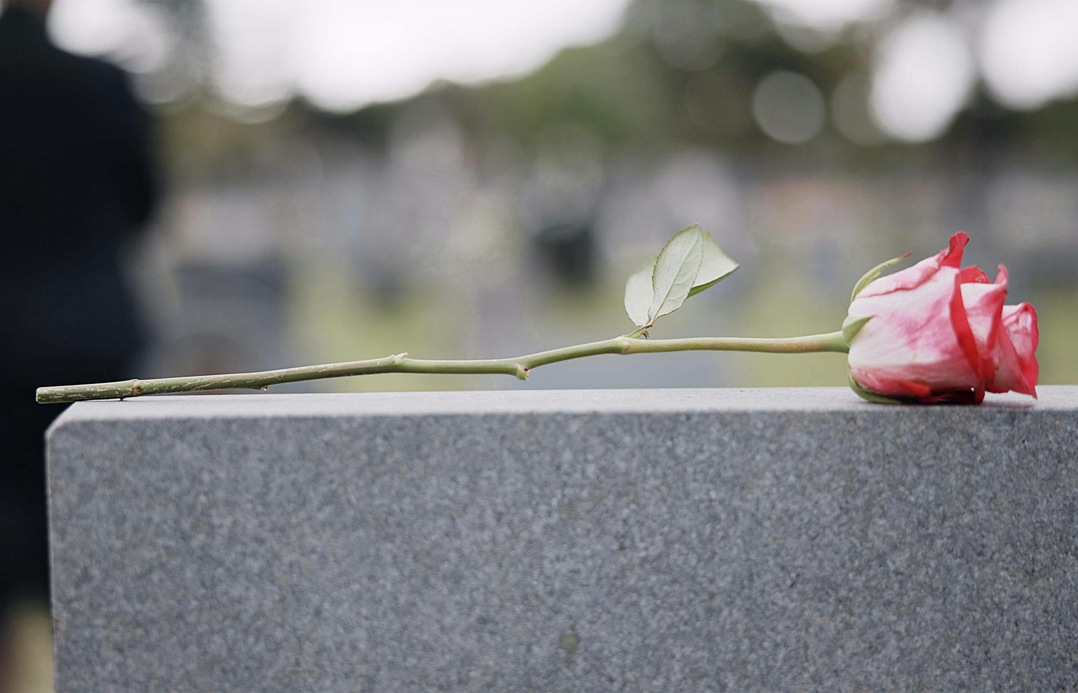 Rose on a gravestone