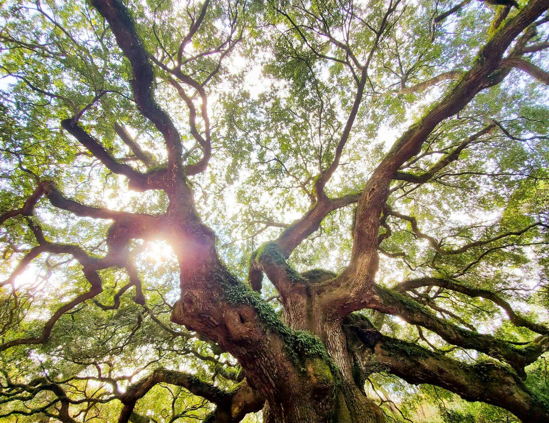 a tree with very spread branches