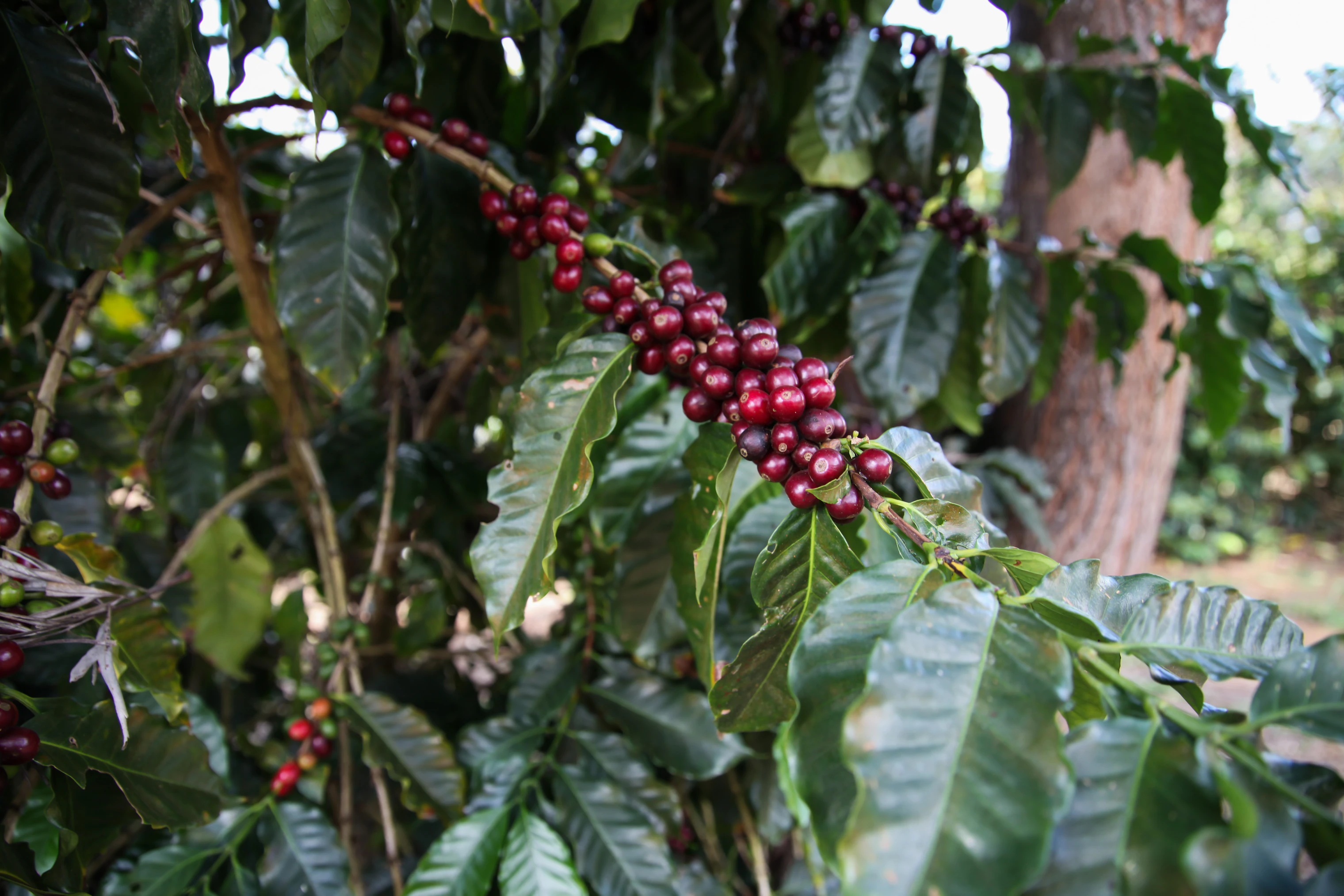 plant