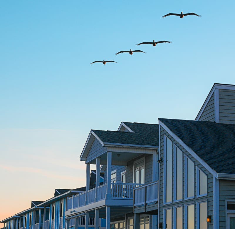 birds flying over a house