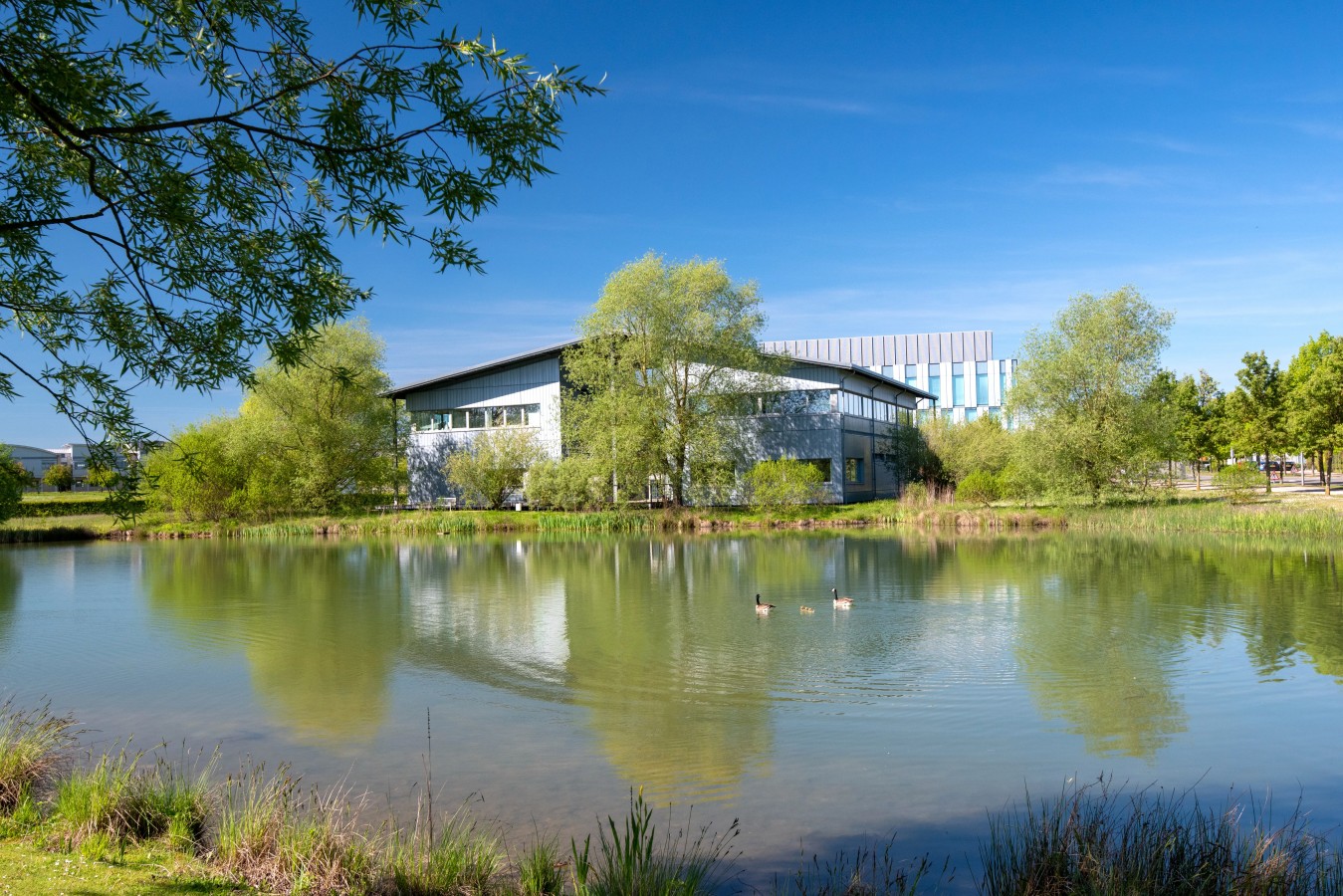 nature, outdoors, scenery, pond, water, grass