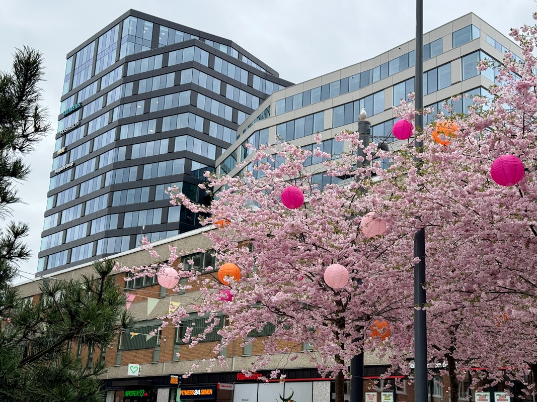 Blommande träd på gågata i Mölndal centrum med Mimo i bakgrunden