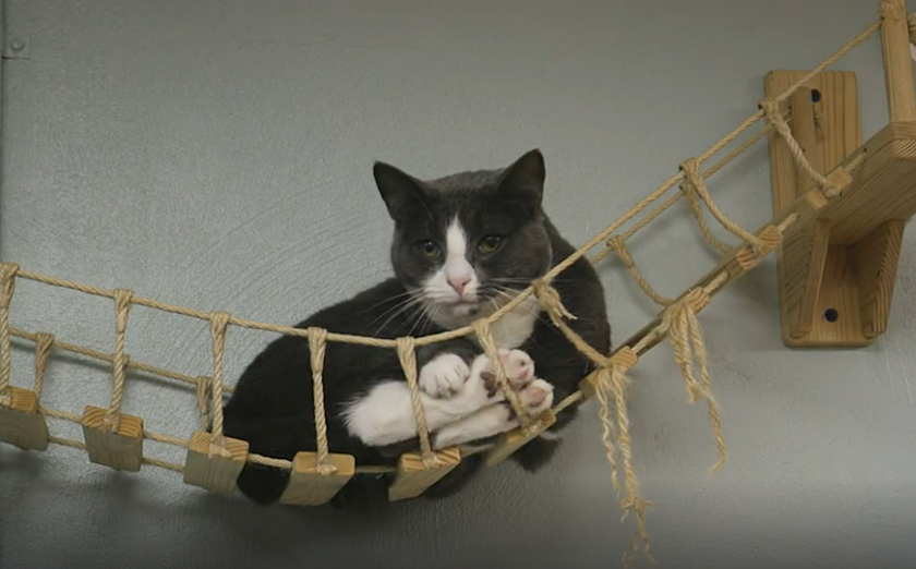 Lounging cat waiting for adoption