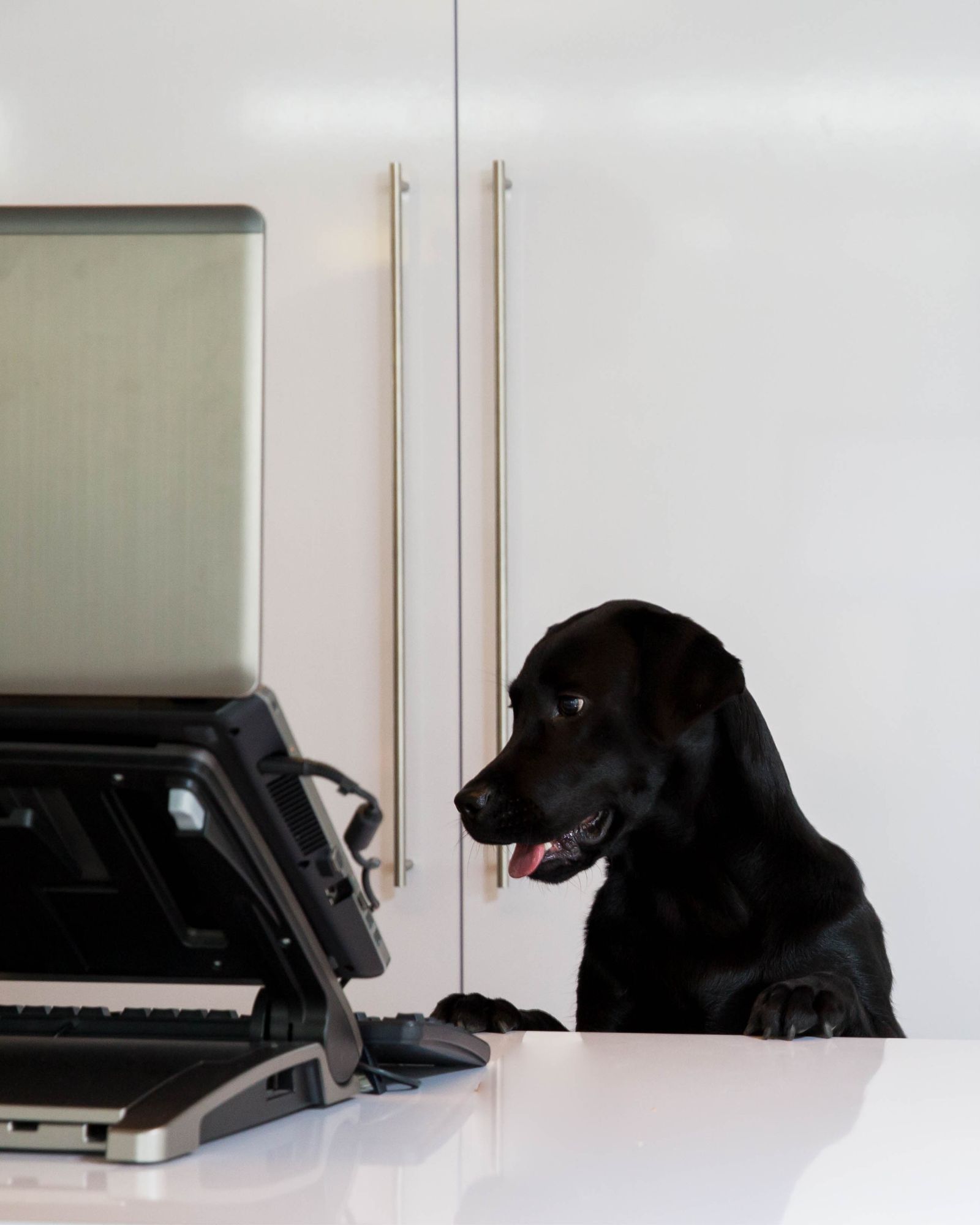 Zwarte hond achter een laptop.