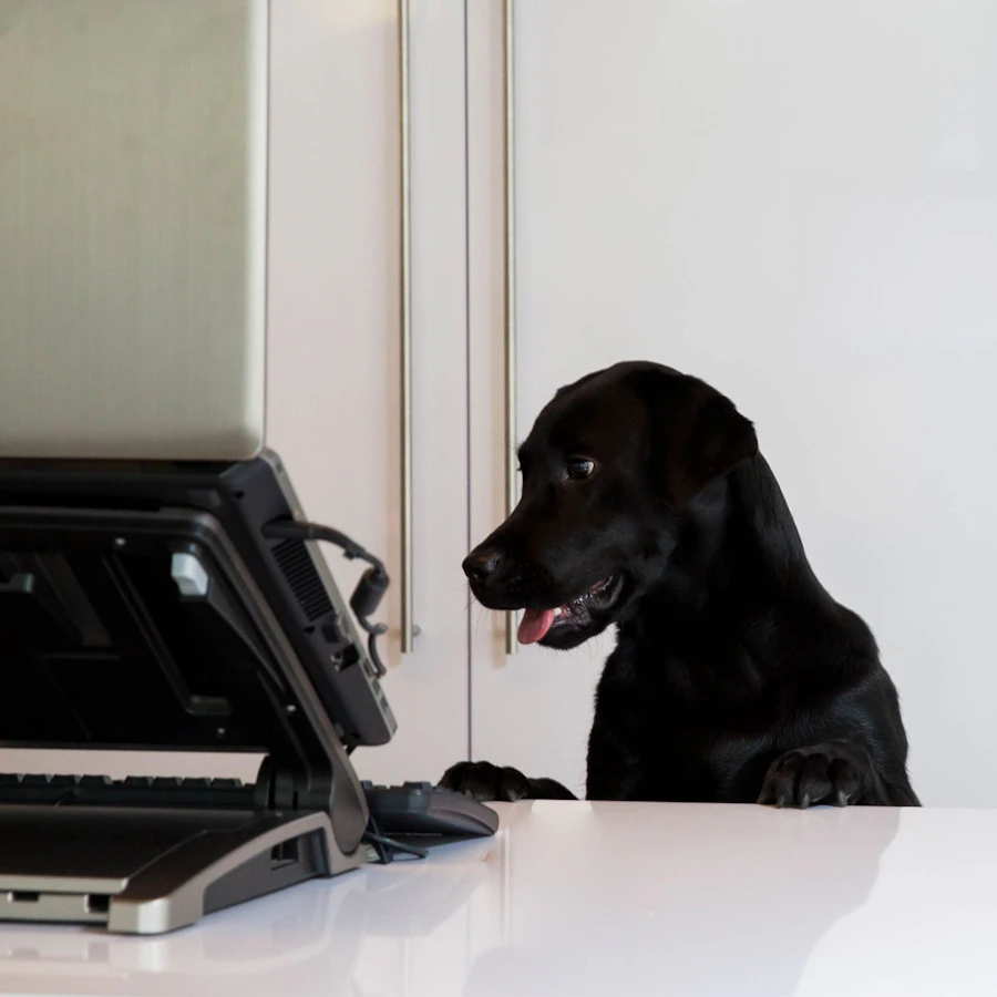 Zwarte hond achter een laptop.