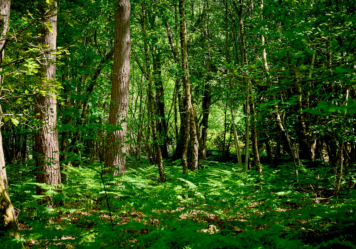 Bowyers Wood
