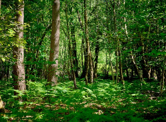 Bowyers Wood